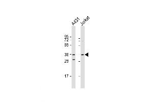 Western Blot at 1:1000 dilution Lane 1: A431 whole cell lysate Lane 2: Jurkat whole cell lysate Lysates/proteins at 20 ug per lane.