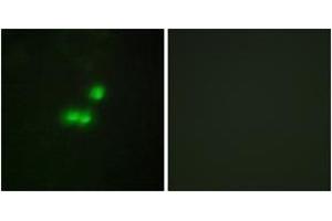 Immunofluorescence analysis of MCF7 cells, using TF3B Antibody.
