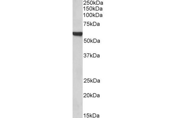 FOXA2 antibody  (C-Term)