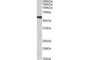 ABIN185022 (1µg/ml) staining of Rat Lung lysate (35µg protein in RIPA buffer). (FOXA2 antibody  (C-Term))