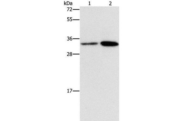 CDC34 antibody