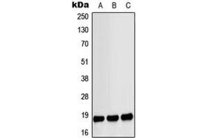 Western blot analysis of MYL9 (pS18) expression in LO2 EGF-treated (A), Raw264. (MYL9 antibody  (N-Term, pSer18))