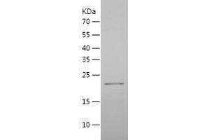 Western Blotting (WB) image for Transcription Factor MafG (Mafg) (AA 1-162) protein (His tag) (ABIN7284395) (Mafg Protein (AA 1-162) (His tag))