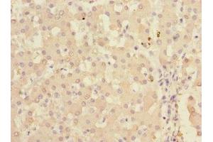 Immunohistochemistry of paraffin-embedded human liver tissue using ABIN7157477 at dilution of 1:100 (Ketohexokinase antibody  (AA 1-298))