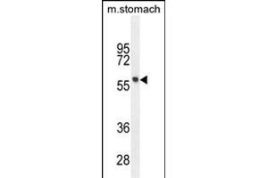 FEZF1 Antibody (N-term) (ABIN655035 and ABIN2844667) western blot analysis in mouse stomach tissue lysates (35 μg/lane). (FEZF1 antibody  (N-Term))