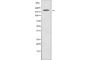 Western blot analysis of extracts from HUVEC cells, using LAMC1 antibody. (Laminin gamma 1 antibody  (N-Term))