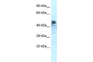 WB Suggested Anti-Ppp1r7 Antibody Titration: 1. (PPP1R7 antibody  (C-Term))