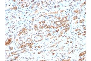 Formalin-fixed, paraffin-embedded human Liver stained with HSP60 Rabbit Recombinant Monoclonal Antibody (HSPD1/2206R).