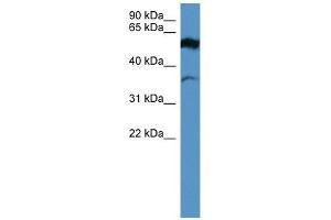 FSCN2 antibody used at 0. (Fascin 2 antibody  (Middle Region))