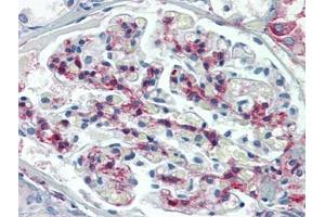 Human Kidney: Formalin-Fixed, Paraffin-Embedded (FFPE) (METTL7B antibody  (C-Term))