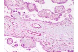 Immunohistochemistry of anti-ANG2 Antibody in human placenta Tissue: human placenta Fixation: FFPE buffered formalin 10% conc Ag Retrieval: Heat, Citrate pH 6. (Angiopoietin 2 antibody  (N-Term))