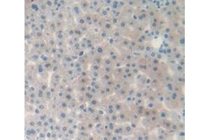 IHC-P analysis of Rat Tissue, with DAB staining. (Complement Factor B antibody  (AA 269-382))