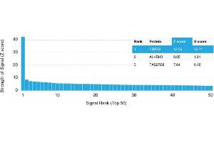 Analysis of Protein Array containing more than 19,000 full-length human proteins using HER-2 Mouse Monoclonal Antibody (ERBB2/3078). (ErbB2/Her2 antibody  (AA 311-462))