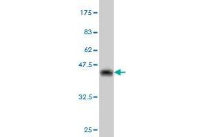 Western Blot detection against Immunogen (36. (CRYBB1 antibody  (AA 37-137))