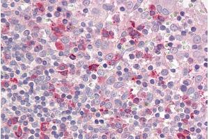 ABIN571118 (3. (LAIR1 antibody  (Internal Region))