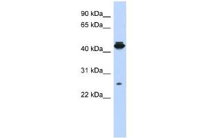 Western Blotting (WB) image for anti-PDLIM1 Interacting Kinase 1 Like (PDIK1L) antibody (ABIN2459629)