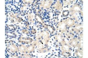 PABPC4 antibody was used for immunohistochemistry at a concentration of 4-8 ug/ml to stain Epithelial cells of renal tubule (arrows) in Human Kidney. (PABPC4 antibody  (N-Term))