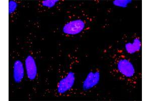 Proximity Ligation Assay (PLA) image for anti-Intercellular Adhesion Molecule 1 (ICAM1) (AA 1-532) antibody (ABIN516771)
