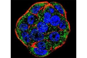 Confocal immunofluorescent analysis of FGF1 antibody with WiDr cells followed by Alexa Fluor 488-conjugated goat anti-rabbit lgG (green). (FGF1 antibody  (AA 5-30))