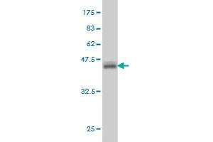 Western Blot detection against Immunogen (36. (ATP6AP1 antibody  (AA 51-150))