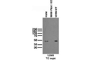 Immunoblot against membrane fractions from adult rat brain (RBM) and hippocampi (MHM) from wild-type (WT) and PICK1 knockout (KO) mice probed with L20/8 TC supe.