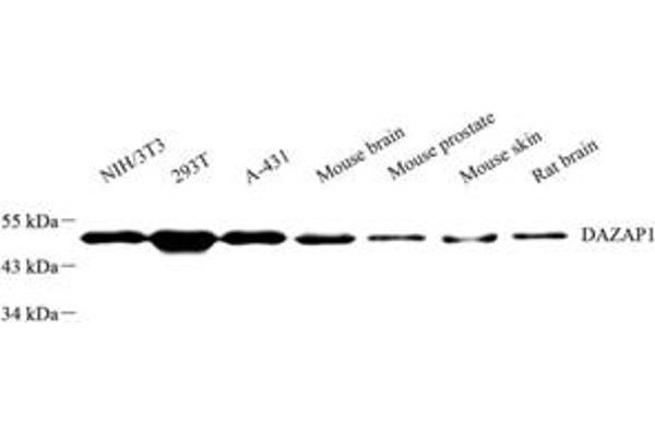 DAZAP1 antibody