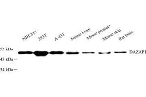 Western blot analysis of DAZAP1 (ABIN7073691) at dilution of 1: 2000 (DAZAP1 antibody)