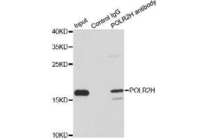Immunoprecipitation analysis of 200ug extracts of MCF7 cells using 1ug POLR2H antibody. (POLR2H antibody  (AA 1-150))