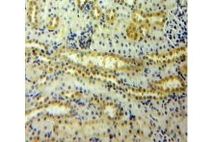 IHC-P analysis of Rat Tissue, with DAB staining. (Angiopoietin 2 antibody  (AA 352-477))