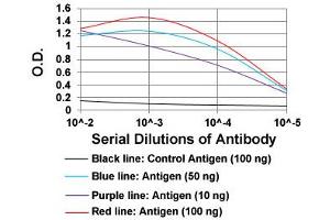 ELISA analysis of BACE1 monoclonal antibody, clone 3C1C3  at 1:10000 dilution. (BACE1 antibody  (AA 112-324))