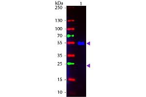 Western Blot of Fluorescein conjugated Goat anti-Human IgG secondary antibody. (Goat anti-Human IgG (Heavy & Light Chain) Antibody (FITC) - Preadsorbed)