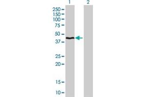 HMBS antibody  (AA 1-361)