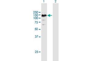Western Blot analysis of EPHA6 expression in transfected 293T cell line by EPHA6 MaxPab polyclonal antibody.