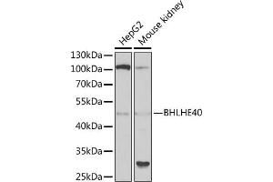 Western blot analysis of extracts of various cell lines, using BHLHE40 antibody (ABIN6129354, ABIN6137550, ABIN6137551 and ABIN6222195) at 1:1000 dilution. (BHLHE40 antibody  (AA 173-412))