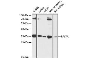 Western blot analysis of extracts of various cell lines, using RPL7A antibody (ABIN6128658, ABIN6147151, ABIN6147153 and ABIN6218286) at 1:3000 dilution. (RPL7A antibody  (AA 1-266))