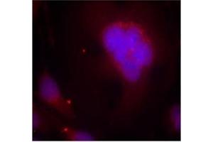 Image no. 1 for anti-Forkhead Box O1 (FOXO1) (AA 254-258) antibody (ABIN197334) (FOXO1 antibody  (AA 254-258))