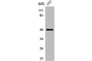 Western Blot analysis of COS7 cells using Casein Kinase Iγ1 Polyclonal Antibody (CSNK1G1 antibody  (N-Term))
