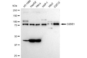 Western blotting analysis using CSDE1 antibody (ABIN7798122). (Recombinant CDSE1 antibody)