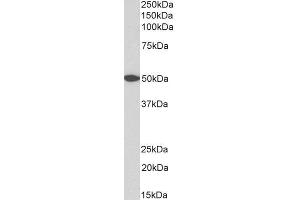 ABIN2745405 (0. (GPR39 antibody  (AA 377-391))