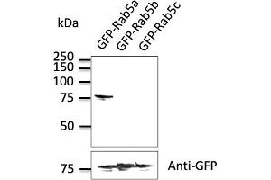 Western Blotting (WB) image for anti-RAB5A, Member RAS Oncogene Family (RAB5A) (C-Term) antibody (ABIN1439994) (RAB5 antibody  (C-Term))