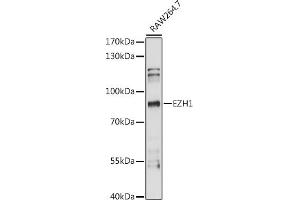 Western Blotting (WB) image for anti-Enhancer of Zeste Homolog 1 (EZH1) (AA 160-280) antibody (ABIN7266954)