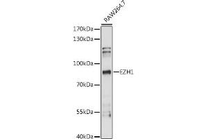 Western blot analysis of extracts of R. (EZH1 antibody  (AA 160-280))