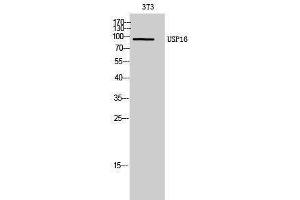 Western Blotting (WB) image for anti-Ubiquitin Specific Peptidase 16 (USP16) (Internal Region) antibody (ABIN3187427) (USP16 antibody  (Internal Region))