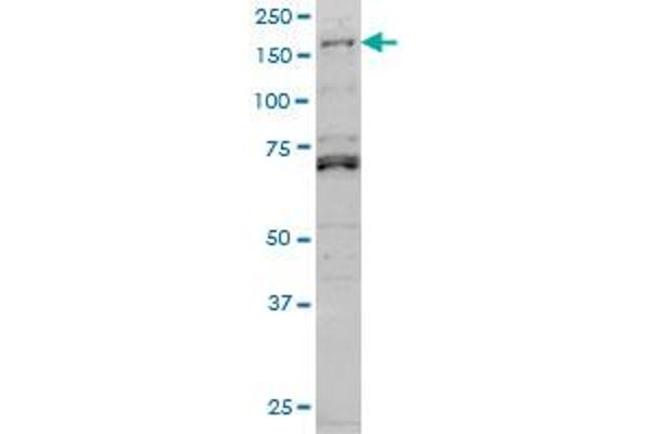 LMTK3 antibody  (AA 1151-1250)