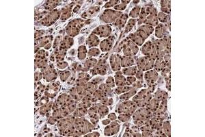 Immunohistochemical staining of human pancreas with C9orf142 polyclonal antibody  shows strong nuclear positivity in exocrine glandular cells at 1:1000-1:2500 dilution. (C9orf142 antibody)