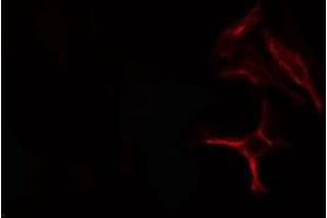 ABIN6278551 staining  293 cells by IF/ICC. (CDC23 antibody  (Internal Region))