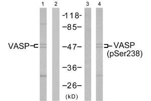 Western blot analysis of the extracts from NIH/3T3 cells using VASP (Ab-238) antibody (E021172, Lane 1 and 2) and VASP (phospho-Ser238) antibody (E011158, Lane 3 and 4). (VASP antibody)