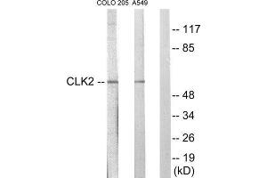 Western Blotting (WB) image for anti-CDC-Like Kinase 2 (CLK2) (N-Term) antibody (ABIN1849396) (CLK2 antibody  (N-Term))