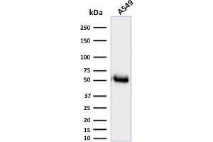 Western Blot Analysis of A549 cell lysate using CD14-Monospecific Mouse Monoclonal Antibody (LPSR/2385). (CD14 antibody  (AA 25-148))