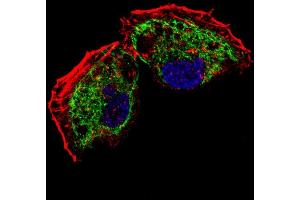 Fluorescent confocal image of NCI- cell stained with TF Antibody (C-term) (ABIN654229 and ABIN2844063). (TFAM antibody  (C-Term))
